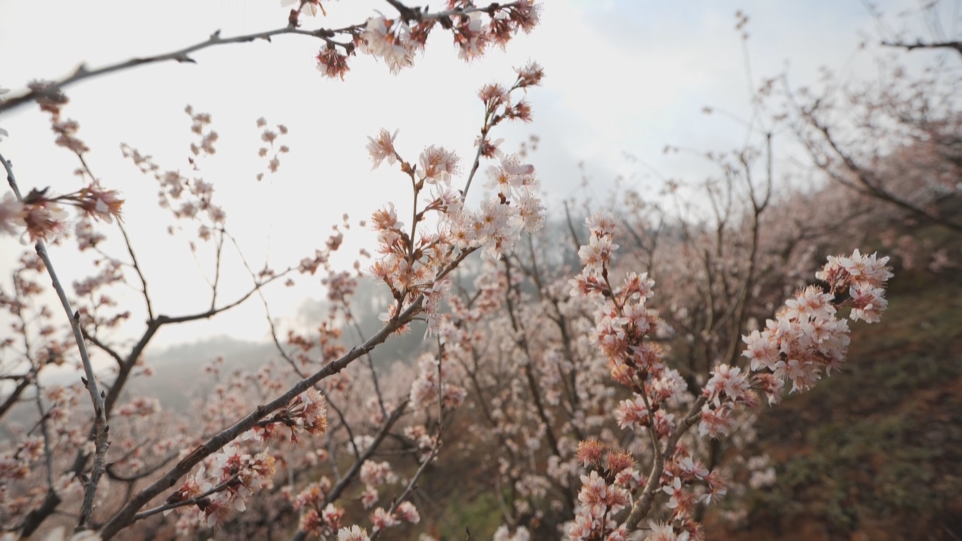 复制图片 复制图片