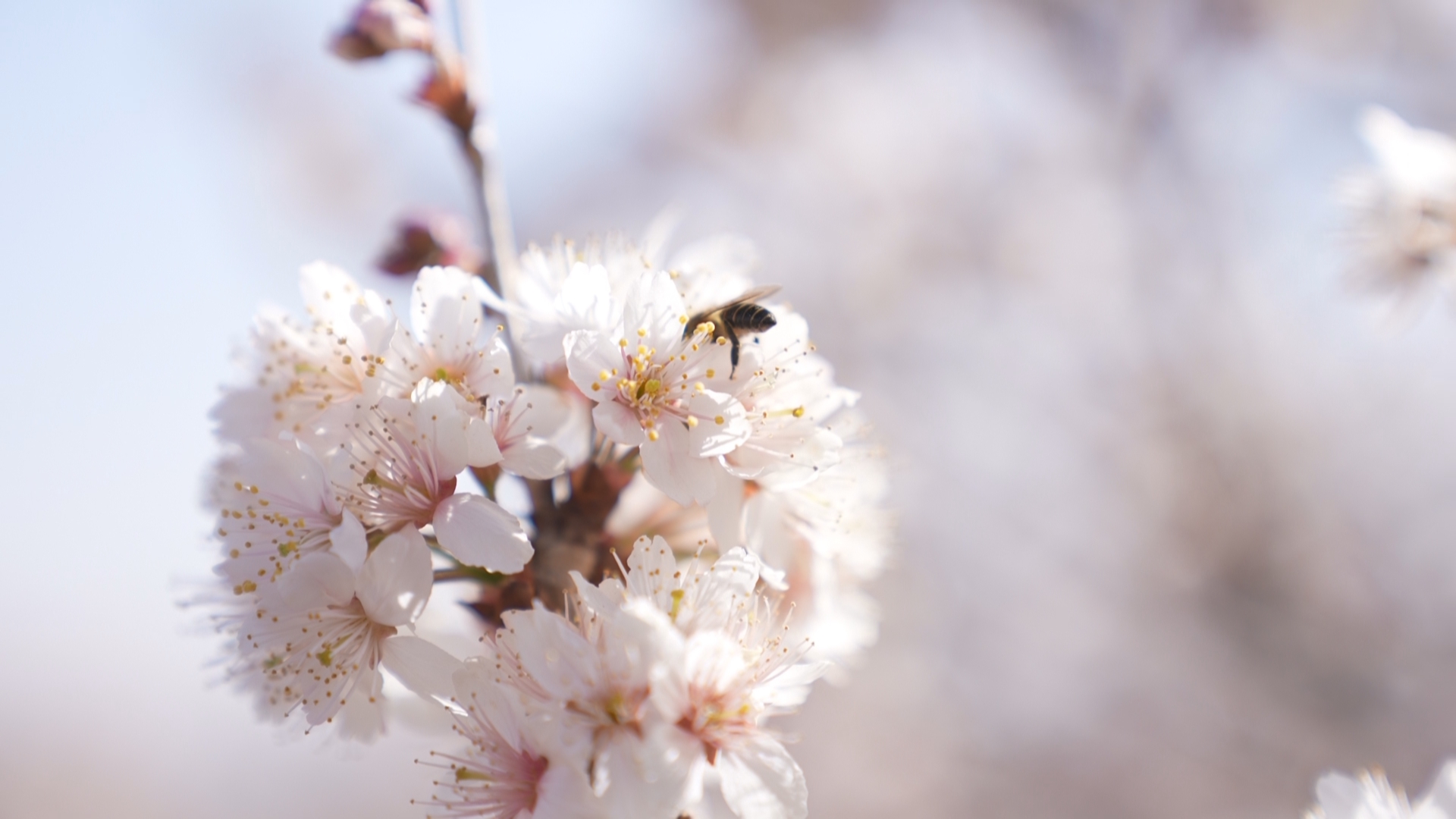 复制图片 复制图片