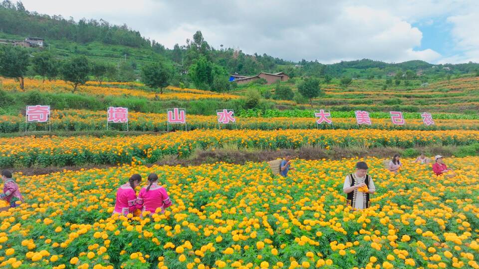 复制图片 复制图片