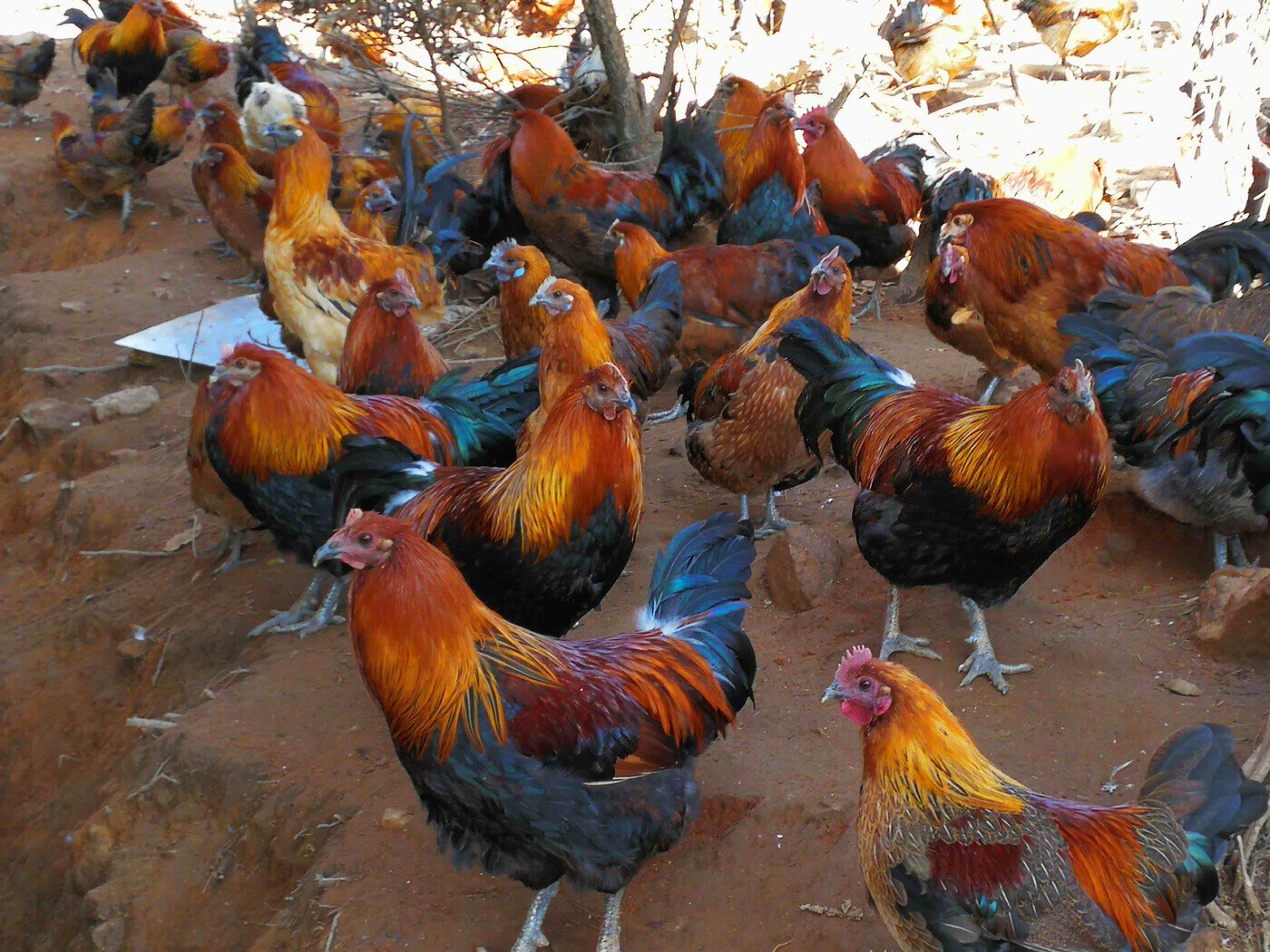 复制图片 复制图片