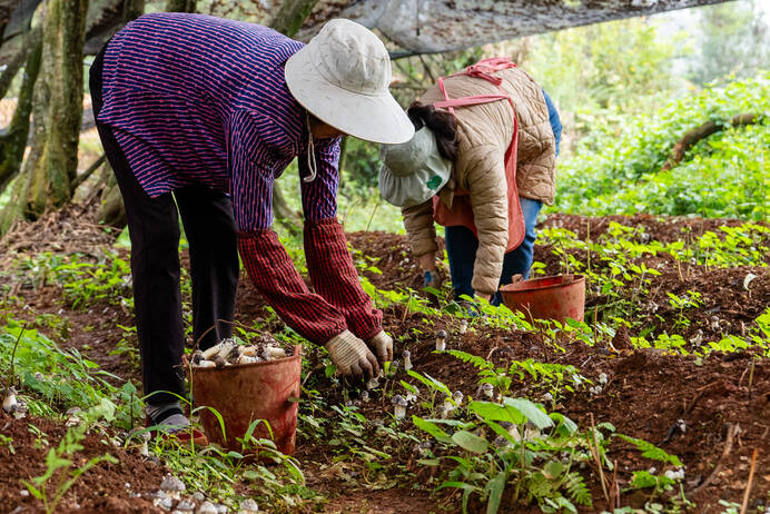大坪子基地的工人们正在采摘姬松茸.jpg 大坪子基地的工人们正在采摘姬松茸.jpg