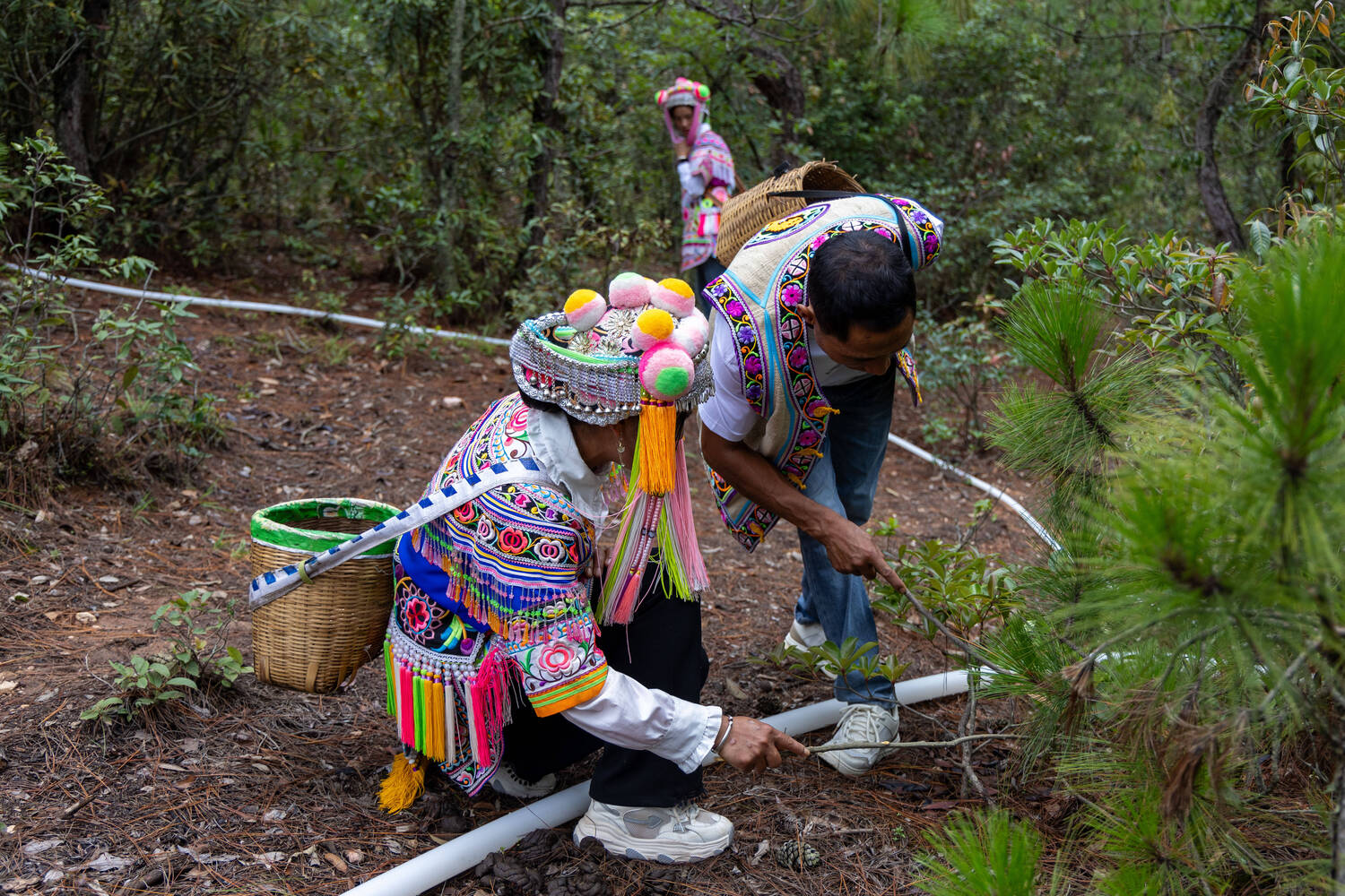 复制图片 复制图片