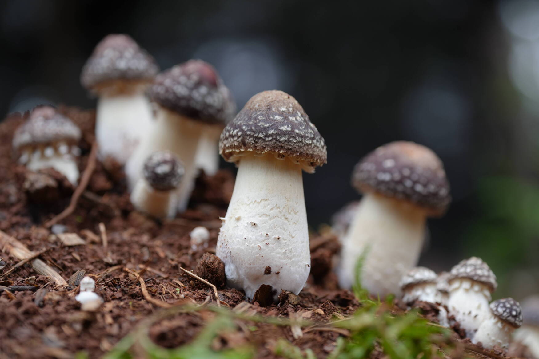 复制图片 复制图片